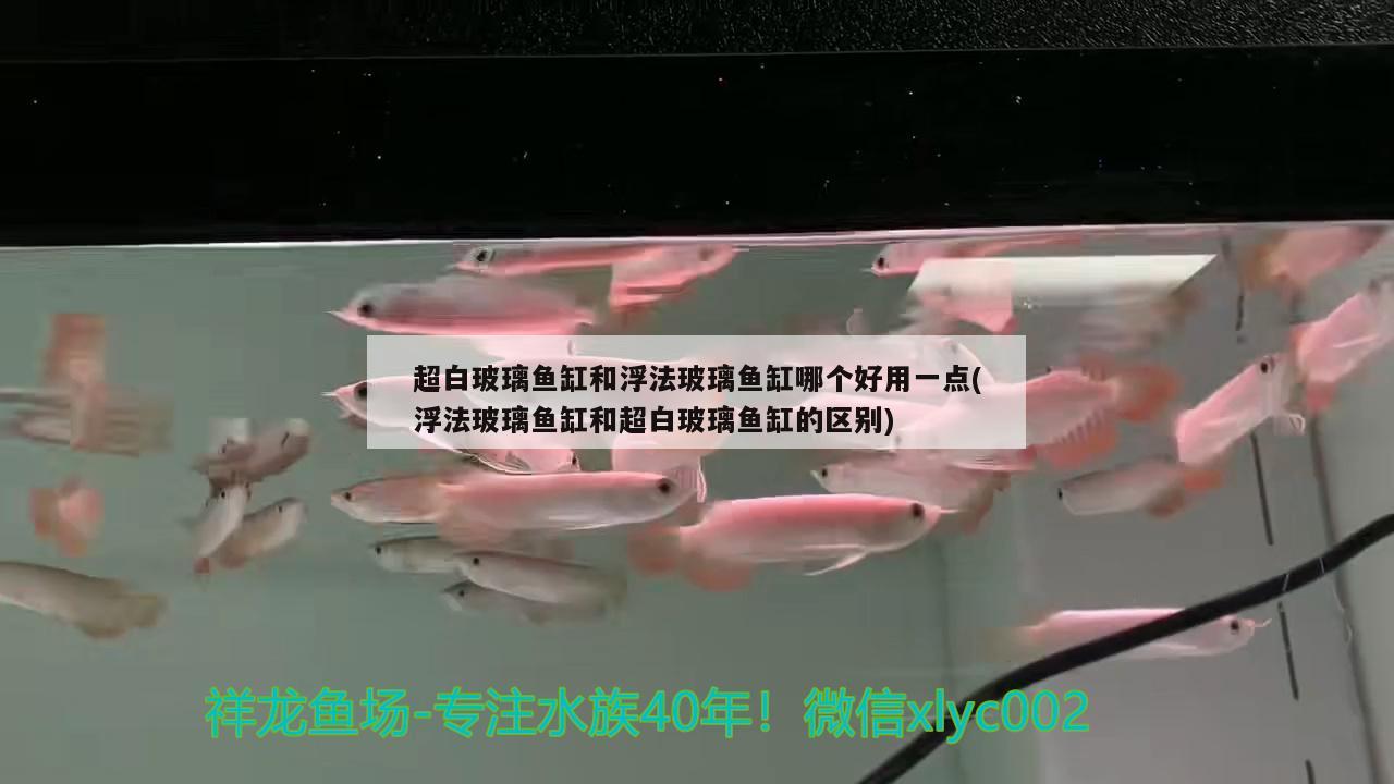 超白玻璃鱼缸和浮法玻璃鱼缸哪个好用一点(浮法玻璃鱼缸和超白玻璃鱼缸的区别)