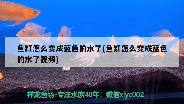 鱼缸怎么变成蓝色的水了(鱼缸怎么变成蓝色的水了视频) 鱼缸等水族设备