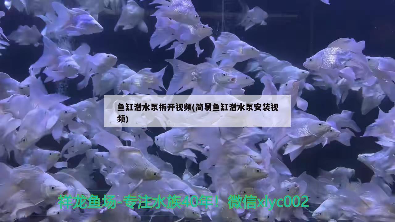 鱼缸潜水泵拆开视频(简易鱼缸潜水泵安装视频)