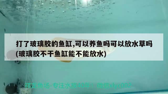 打了玻璃胶的鱼缸,可以养鱼吗可以放水草吗(玻璃胶不干鱼缸能不能放水) 水草