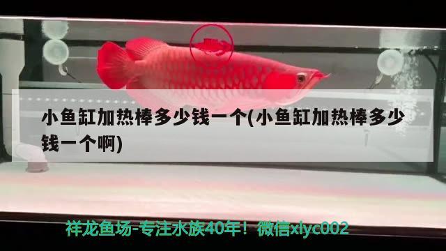 小鱼缸加热棒多少钱一个(小鱼缸加热棒多少钱一个啊) 广州水族批发市场