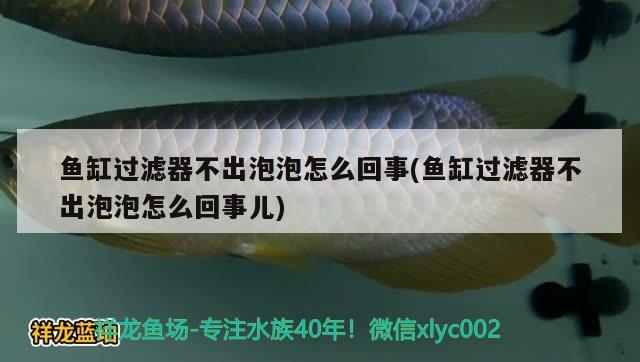 鱼缸过滤器不出泡泡怎么回事(鱼缸过滤器不出泡泡怎么回事儿)