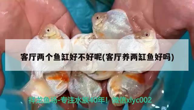 客厅两个鱼缸好不好呢(客厅养两缸鱼好吗) 水族世界