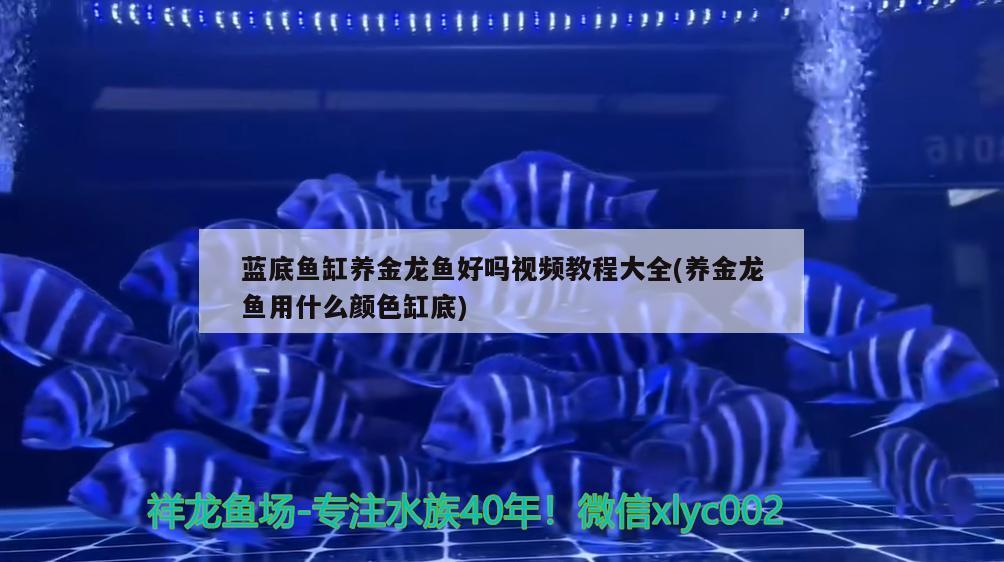 蓝底鱼缸养金龙鱼好吗视频教程大全(养金龙鱼用什么颜色缸底) 广州水族器材滤材批发市场