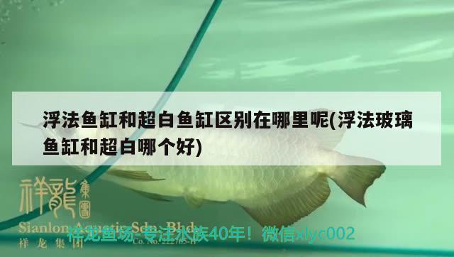 浮法鱼缸和超白鱼缸区别在哪里呢(浮法玻璃鱼缸和超白哪个好)