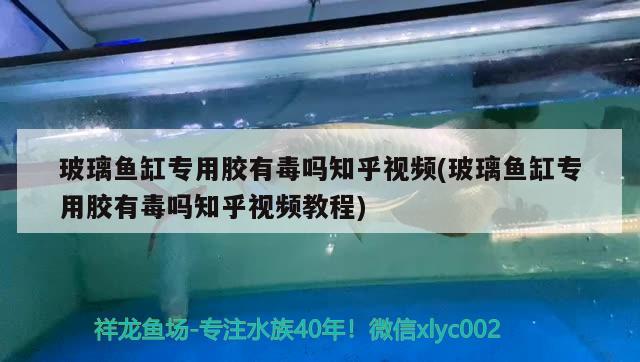 玻璃鱼缸专用胶有毒吗知乎视频(玻璃鱼缸专用胶有毒吗知乎视频教程)