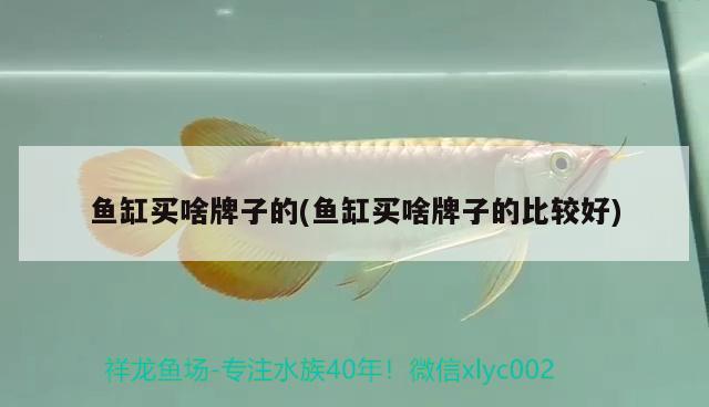 鱼缸买啥牌子的(鱼缸买啥牌子的比较好) 水族用品