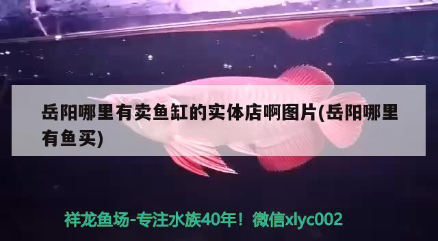 岳阳哪里有卖鱼缸的实体店啊图片(岳阳哪里有鱼买) 水族品牌