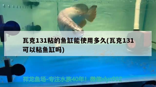 瓦克131粘的鱼缸能使用多久(瓦克131可以粘鱼缸吗)