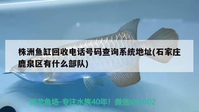 株洲鱼缸回收电话号码查询系统地址(石家庄鹿泉区有什么部队) 福魟魟鱼