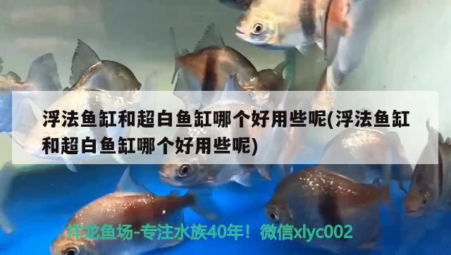 浮法鱼缸和超白鱼缸哪个好用些呢(浮法鱼缸和超白鱼缸哪个好用些呢)