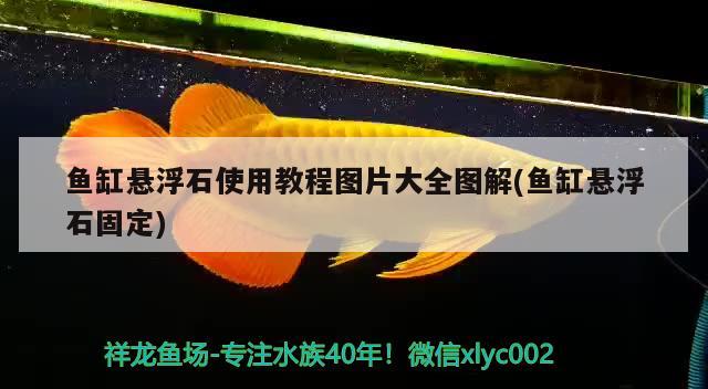 鱼缸悬浮石使用教程图片大全图解(鱼缸悬浮石固定) 粗线银版鱼