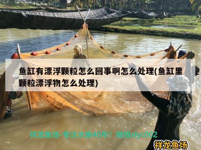 鱼缸有漂浮颗粒怎么回事啊怎么处理(鱼缸里颗粒漂浮物怎么处理) 金龙福龙鱼