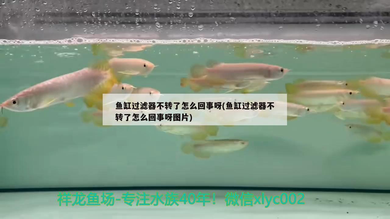 鱼缸过滤器不转了怎么回事呀(鱼缸过滤器不转了怎么回事呀图片) 南美异形观赏鱼