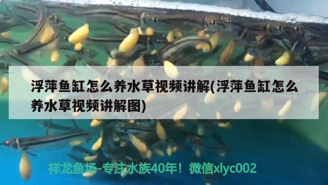 浮萍鱼缸怎么养水草视频讲解(浮萍鱼缸怎么养水草视频讲解图)