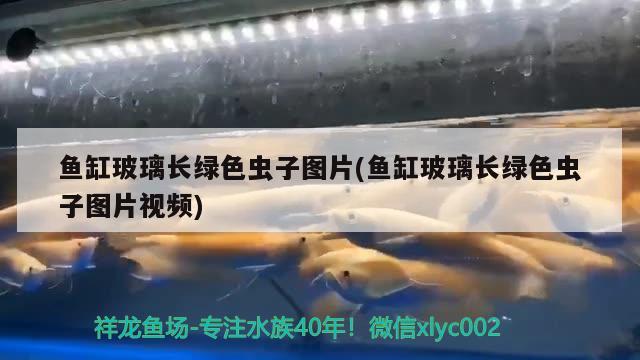 鱼缸玻璃长绿色虫子图片(鱼缸玻璃长绿色虫子图片视频) 暹罗巨鲤