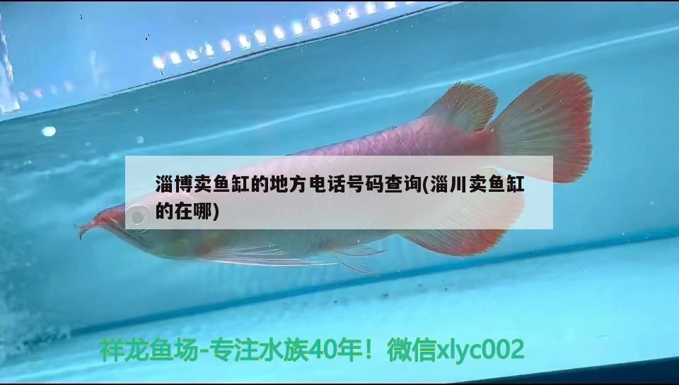淄博卖鱼缸的地方电话号码查询(淄川卖鱼缸的在哪) 龙鱼批发