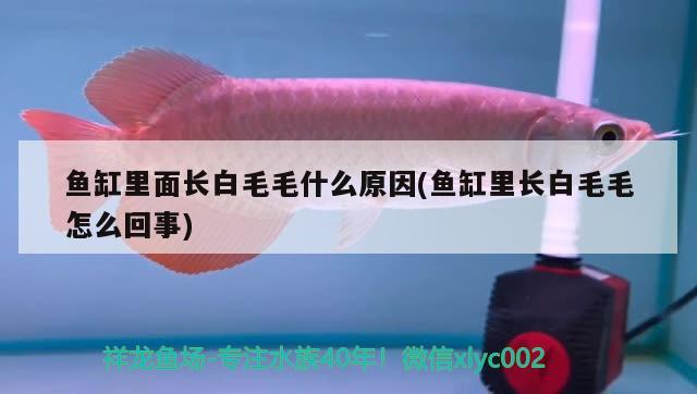 鱼缸里面长白毛毛什么原因(鱼缸里长白毛毛怎么回事) 森森鱼缸