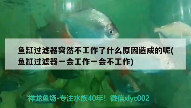 鱼缸过滤器突然不工作了什么原因造成的呢(鱼缸过滤器一会工作一会不工作) 蓝底过背金龙鱼