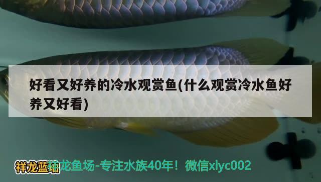 好看又好养的冷水观赏鱼(什么观赏冷水鱼好养又好看) 刀鱼鱼 第2张