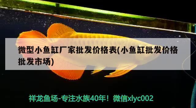 微型小鱼缸厂家批发价格表(小鱼缸批发价格批发市场) 大白鲨鱼苗 第2张