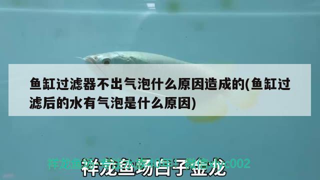 鱼缸过滤器不出气泡什么原因造成的(鱼缸过滤后的水有气泡是什么原因)