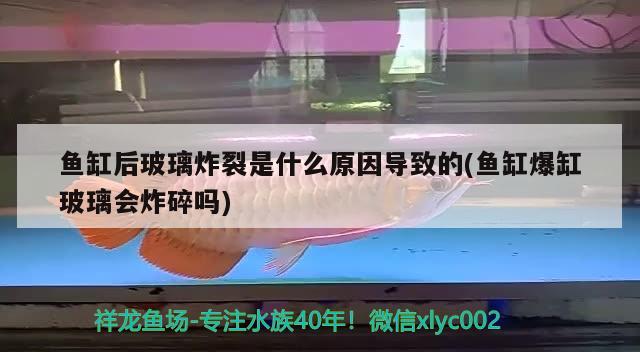 鱼缸后玻璃炸裂是什么原因导致的(鱼缸爆缸玻璃会炸碎吗) 恐龙王鱼