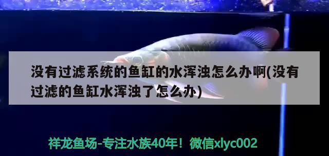 没有过滤系统的鱼缸的水浑浊怎么办啊(没有过滤的鱼缸水浑浊了怎么办) 黑云鱼