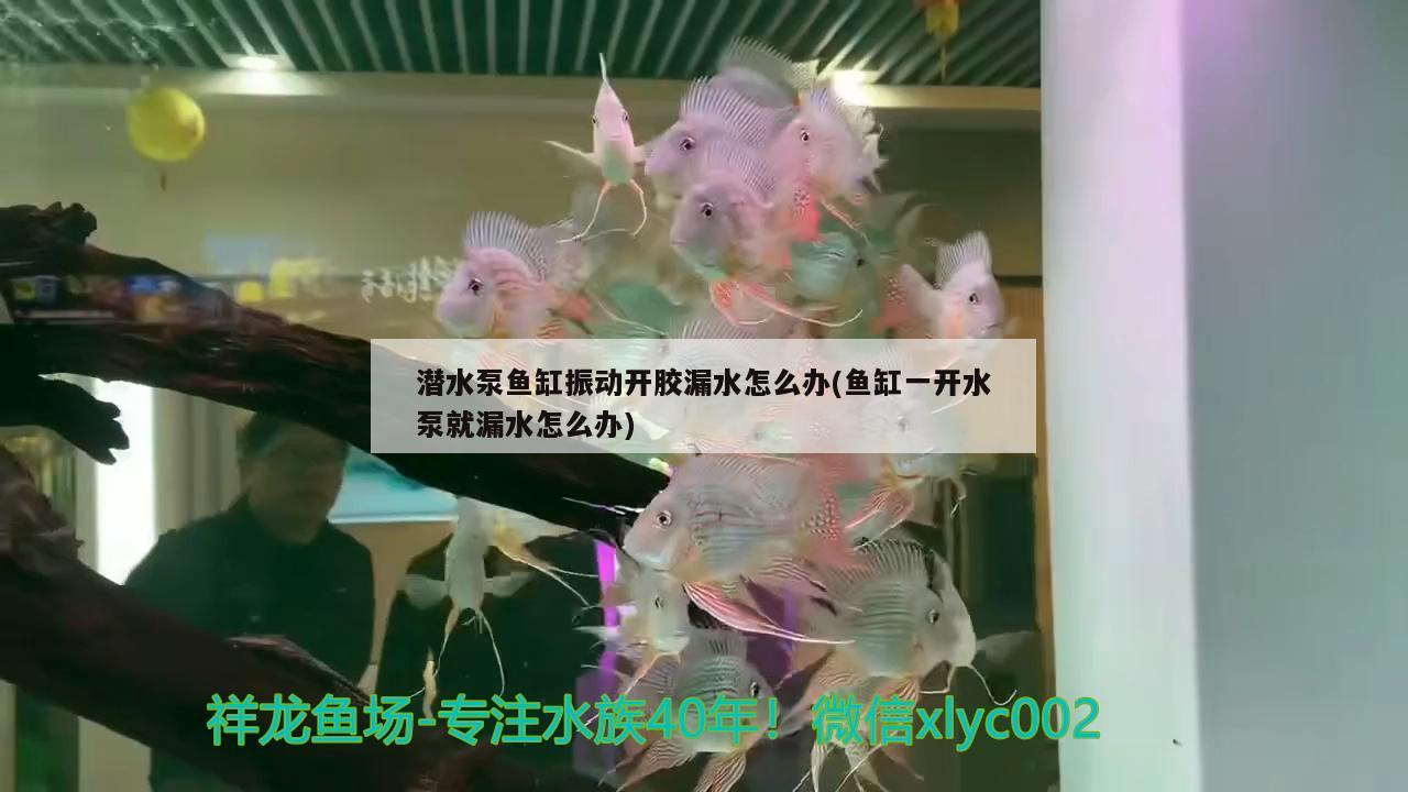 潜水泵鱼缸振动开胶漏水怎么办(鱼缸一开水泵就漏水怎么办) 巨骨舌鱼