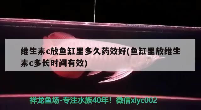 维生素c放鱼缸里多久药效好(鱼缸里放维生素c多长时间有效)