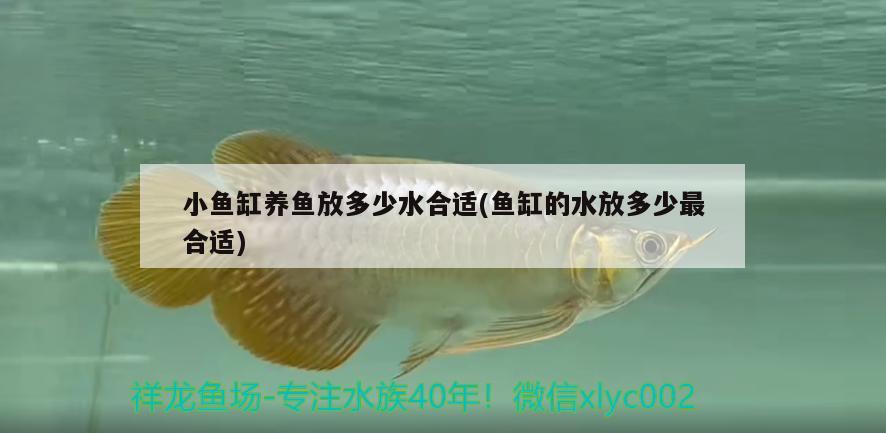 小鱼缸养鱼放多少水合适(鱼缸的水放多少最合适) 其它水族用具设备