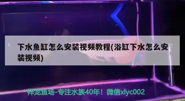 下水鱼缸怎么安装视频教程(浴缸下水怎么安装视频) 奈及利亚红圆点狗头