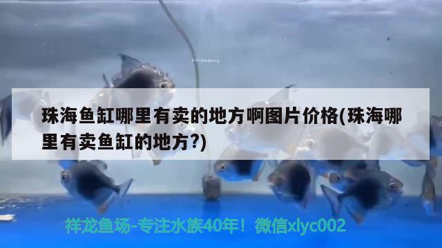 珠海鱼缸哪里有卖的地方啊图片价格(珠海哪里有卖鱼缸的地方?) 狗仔招财猫鱼