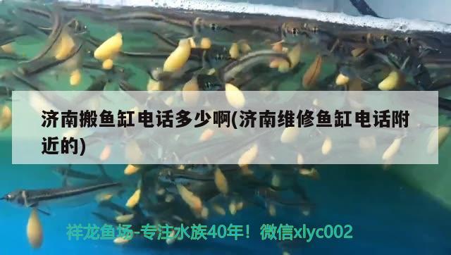 济南搬鱼缸电话多少啊(济南维修鱼缸电话附近的)