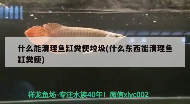 什么能清理鱼缸粪便垃圾(什么东西能清理鱼缸粪便) 广州观赏鱼鱼苗批发市场