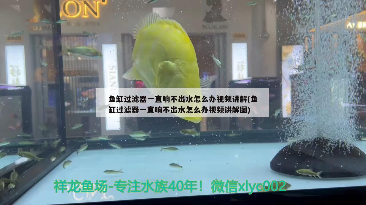 鱼缸过滤器一直响不出水怎么办视频讲解(鱼缸过滤器一直响不出水怎么办视频讲解图)