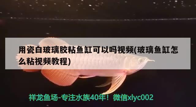 用瓷白玻璃胶粘鱼缸可以吗视频(玻璃鱼缸怎么粘视频教程) PH调节剂