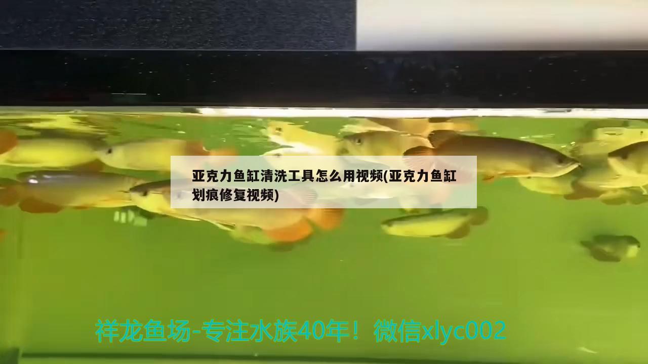 亚克力鱼缸清洗工具怎么用视频(亚克力鱼缸划痕修复视频) 黄金达摩鱼