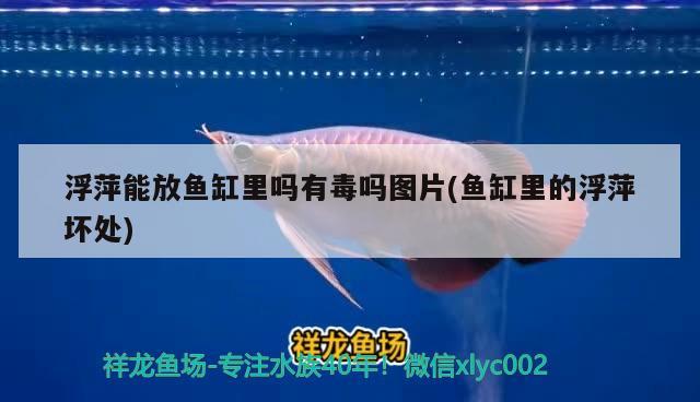 浮萍能放鱼缸里吗有毒吗图片(鱼缸里的浮萍坏处) 观赏鱼水族批发市场