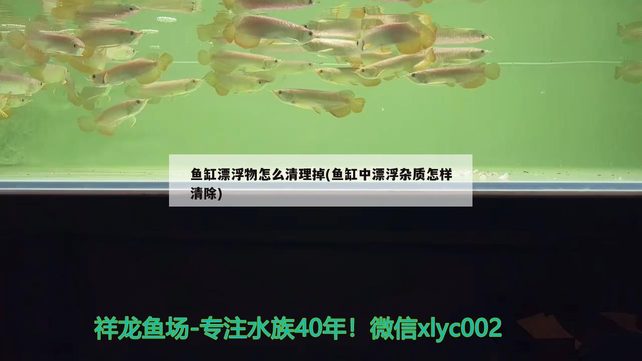 鱼缸漂浮物怎么清理掉(鱼缸中漂浮杂质怎样清除)