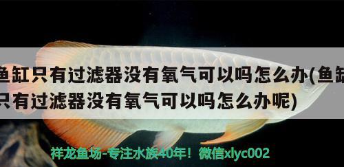 鱼缸只有过滤器没有氧气可以吗怎么办(鱼缸只有过滤器没有氧气可以吗怎么办呢)