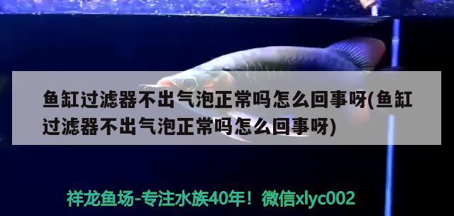 鱼缸过滤器不出气泡正常吗怎么回事呀(鱼缸过滤器不出气泡正常吗怎么回事呀)