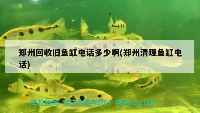 郑州回收旧鱼缸电话多少啊(郑州清理鱼缸电话) 白子银版鱼苗