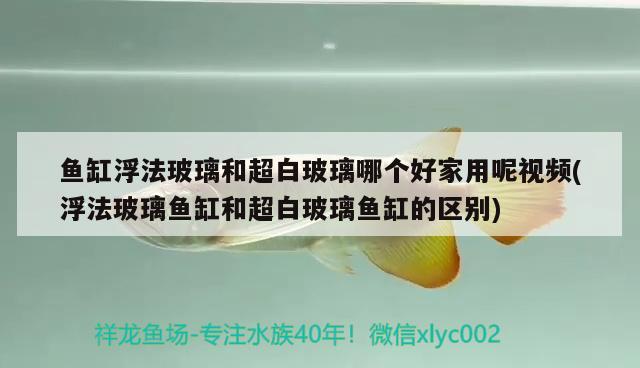 鱼缸浮法玻璃和超白玻璃哪个好家用呢视频(浮法玻璃鱼缸和超白玻璃鱼缸的区别) 麦肯斯银版鱼