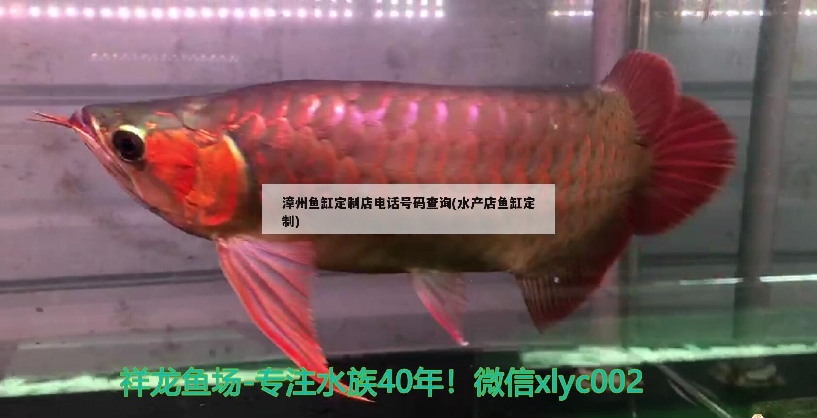 漳州鱼缸定制店电话号码查询(水产店鱼缸定制) 眼斑鱼