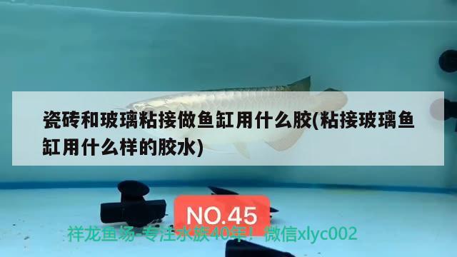 瓷砖和玻璃粘接做鱼缸用什么胶(粘接玻璃鱼缸用什么样的胶水) 月光鸭嘴鱼