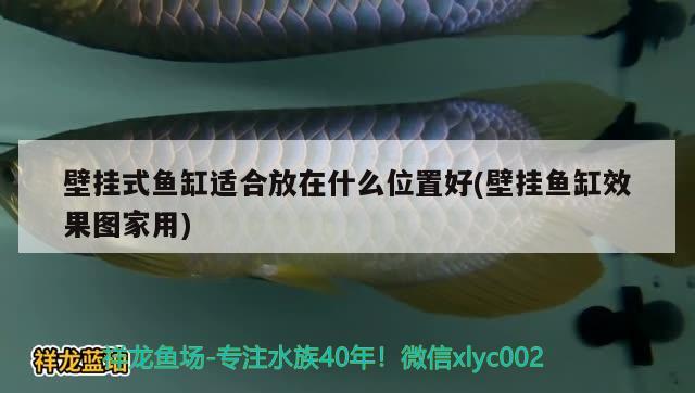 壁挂式鱼缸适合放在什么位置好(壁挂鱼缸效果图家用) 印尼四纹虎