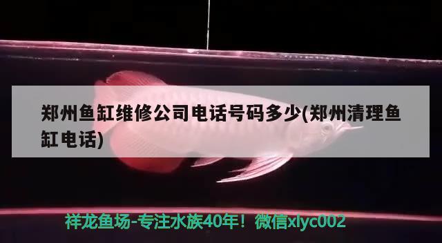 郑州鱼缸维修公司电话号码多少(郑州清理鱼缸电话) 帝王血钻鱼