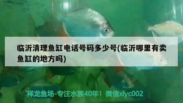 临沂清理鱼缸电话号码多少号(临沂哪里有卖鱼缸的地方吗) 黄金斑马鱼