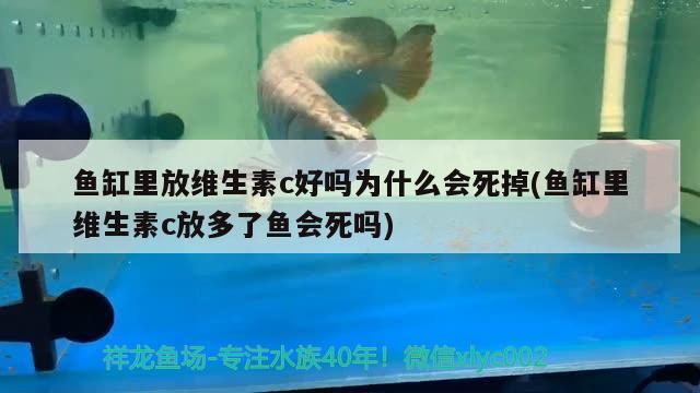 鱼缸里放维生素c好吗为什么会死掉(鱼缸里维生素c放多了鱼会死吗) 大白鲨鱼苗